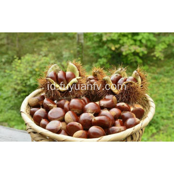 Tanaman baru segar dan chestnut berkualitas baik